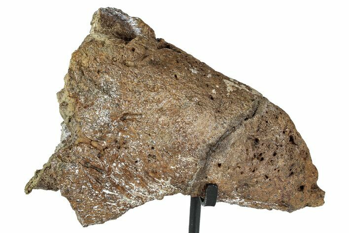 Dinosaur (Triceratops) Epoccipital Frill Shield Section - Montana #244657